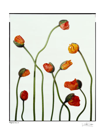 Poppies No.1
