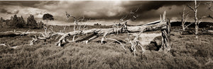 Fallen Tree, Scotland
