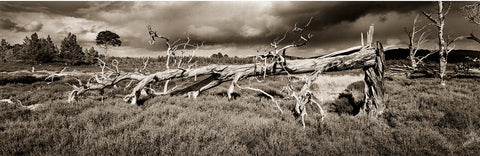 Fallen Tree, Scotland