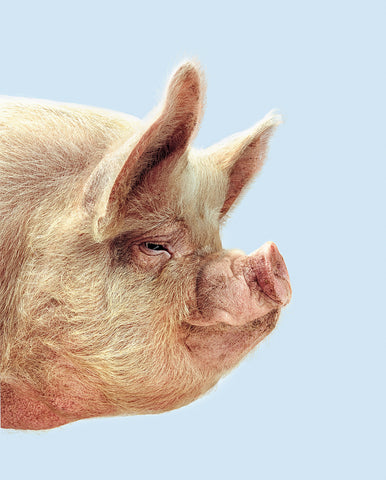 Large White Pig