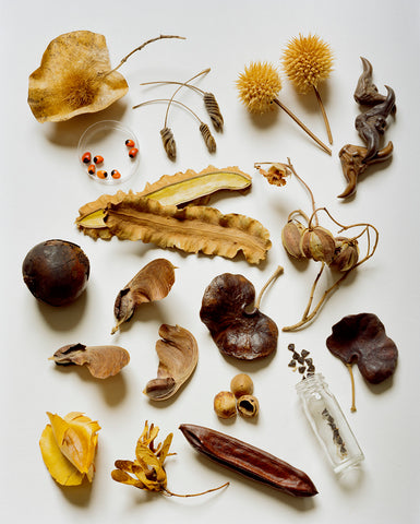 Millennium Seed Bank