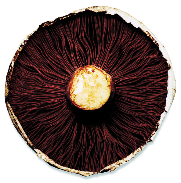 Mushroom