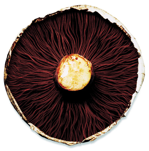 Mushroom