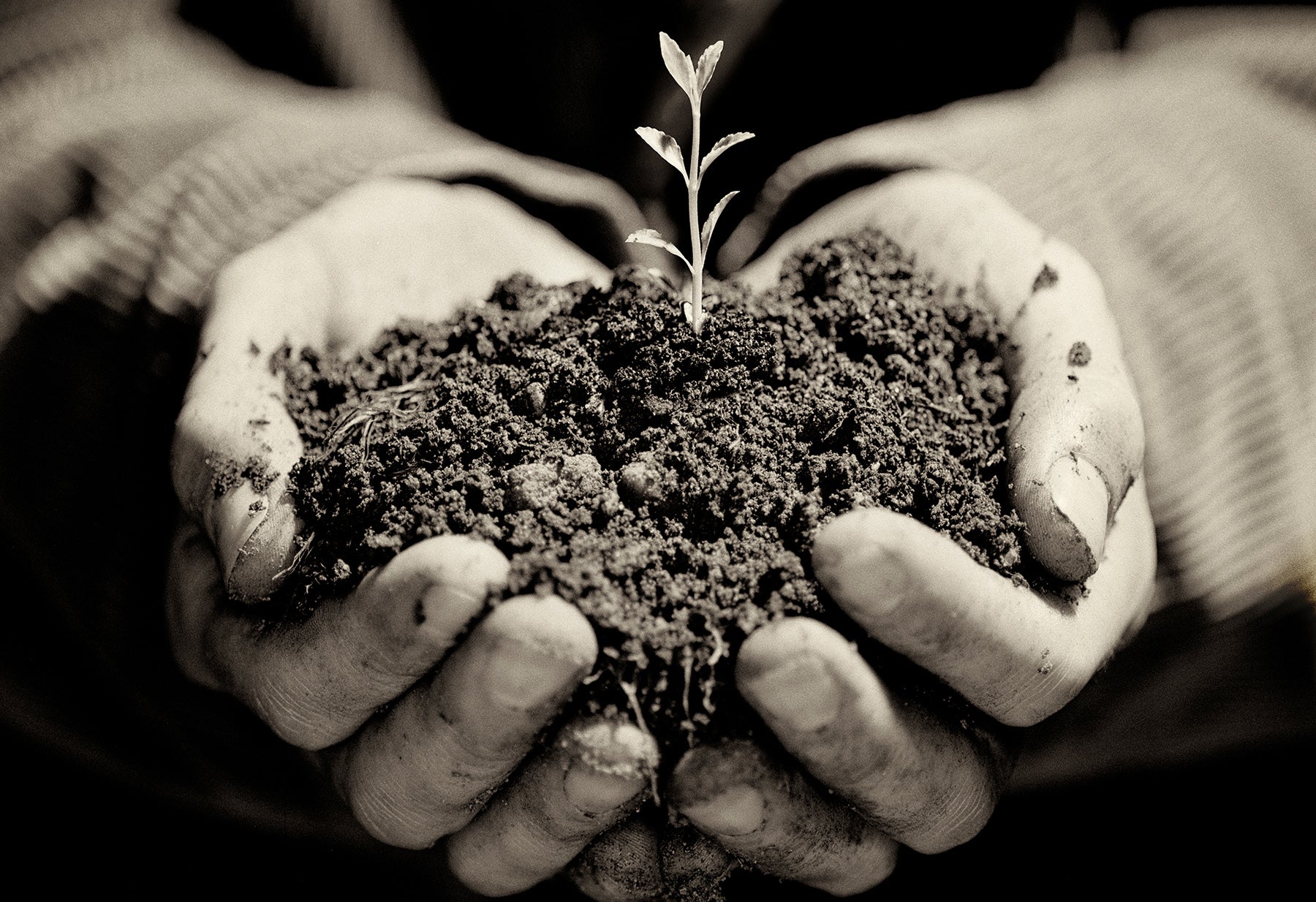 New Shoots For Slide Show