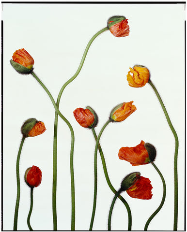 Poppies No.1