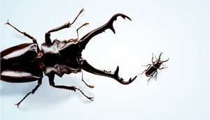 Scarab Beetle
