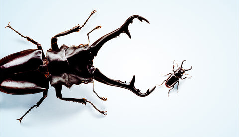 Scarab Beetle