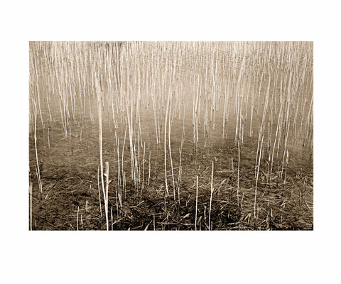 Reeds, Scotland