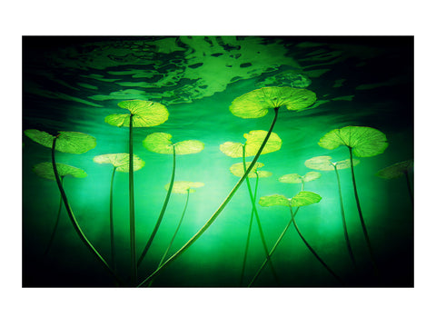 Water Lillies